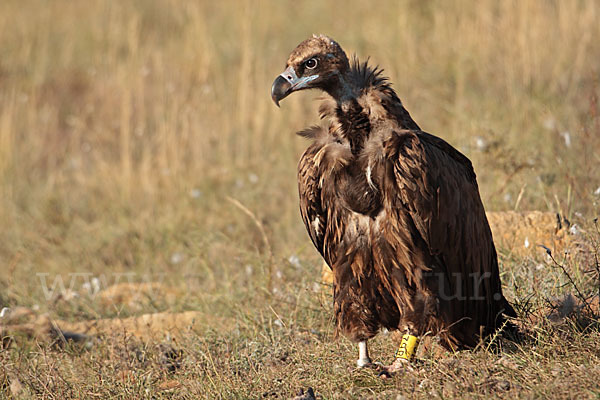 Mönchsgeier (Aegypius monachus)