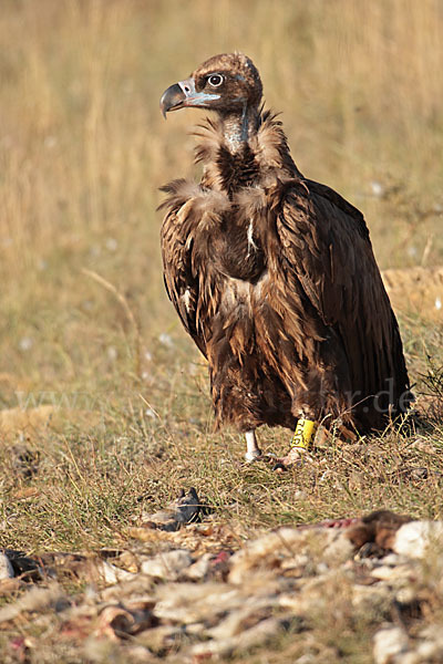 Mönchsgeier (Aegypius monachus)