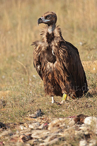 Mönchsgeier (Aegypius monachus)