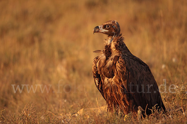 Mönchsgeier (Aegypius monachus)