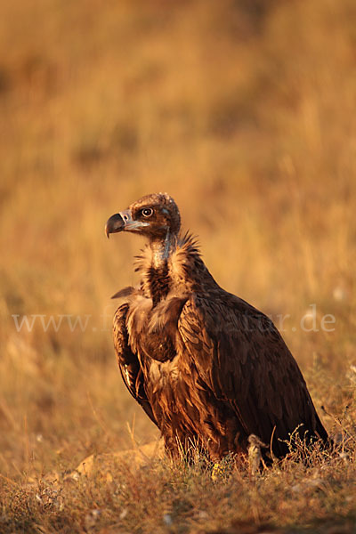 Mönchsgeier (Aegypius monachus)