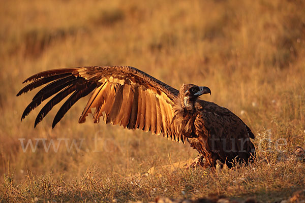 Mönchsgeier (Aegypius monachus)