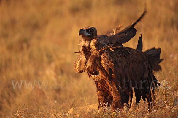 Mönchsgeier (Aegypius monachus)