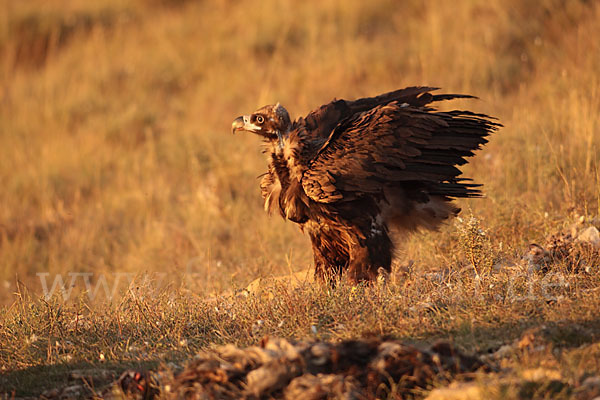 Mönchsgeier (Aegypius monachus)
