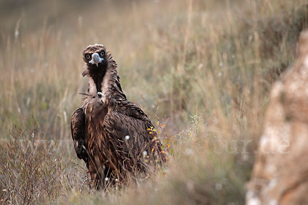 Mönchsgeier (Aegypius monachus)