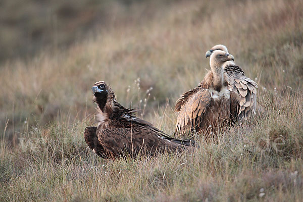 Mönchsgeier (Aegypius monachus)