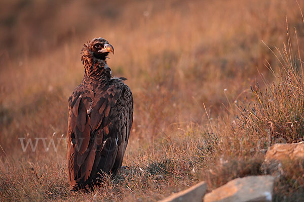 Mönchsgeier (Aegypius monachus)