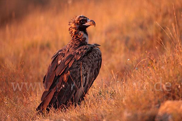 Mönchsgeier (Aegypius monachus)