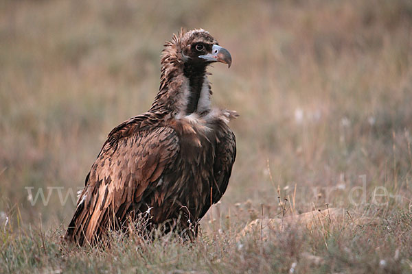 Mönchsgeier (Aegypius monachus)