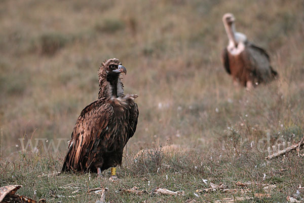 Mönchsgeier (Aegypius monachus)