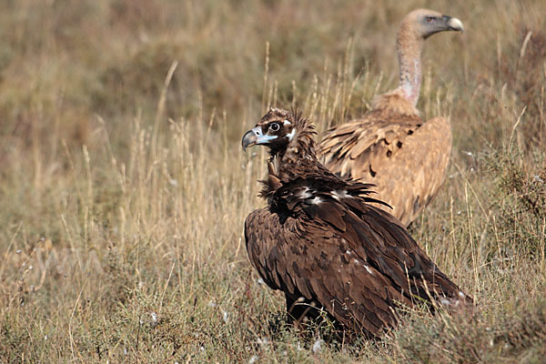 Mönchsgeier (Aegypius monachus)