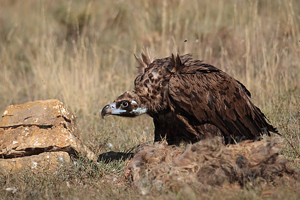 Mönchsgeier (Aegypius monachus)