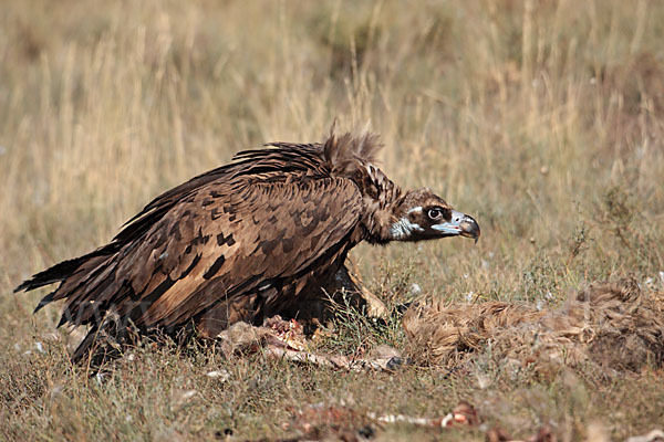 Mönchsgeier (Aegypius monachus)