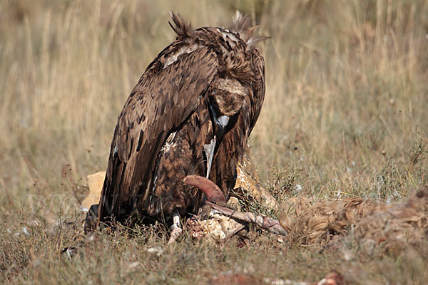 Mönchsgeier (Aegypius monachus)