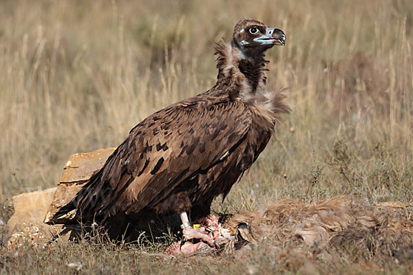 Mönchsgeier (Aegypius monachus)