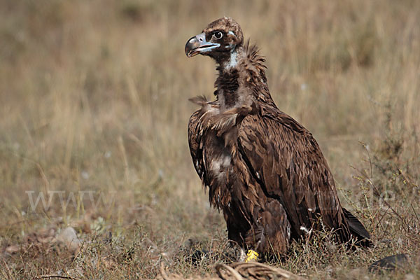 Mönchsgeier (Aegypius monachus)