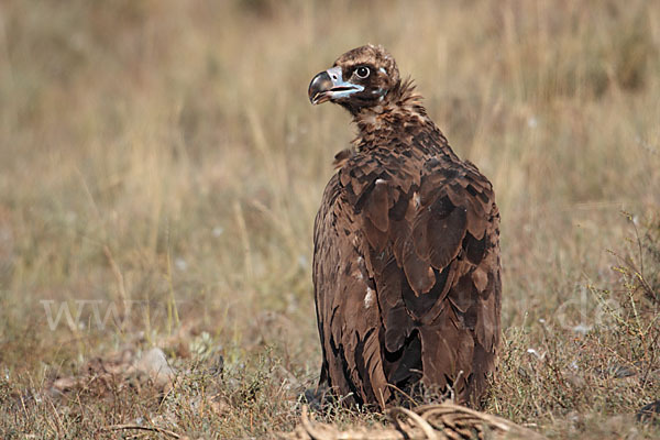 Mönchsgeier (Aegypius monachus)