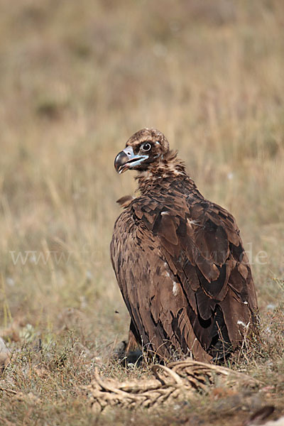 Mönchsgeier (Aegypius monachus)