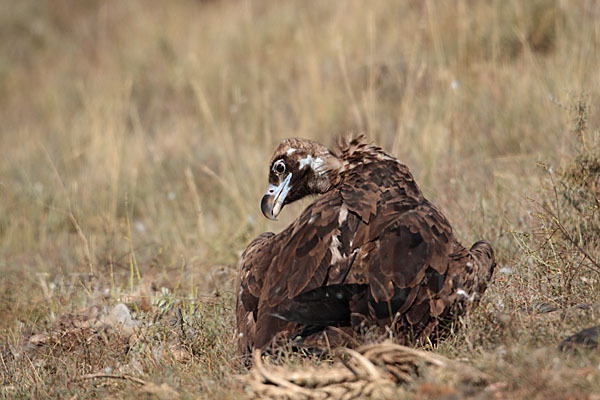 Mönchsgeier (Aegypius monachus)