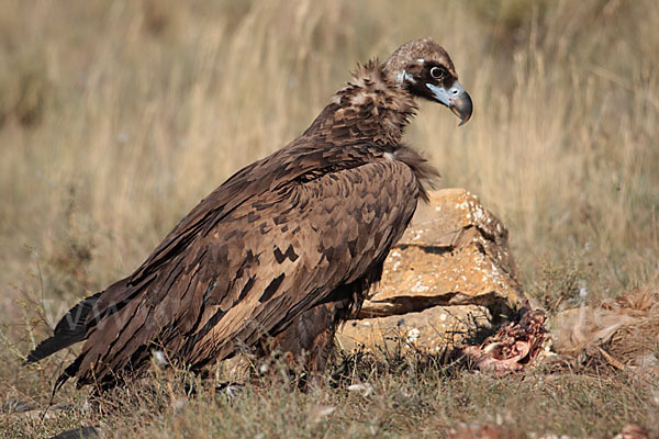 Mönchsgeier (Aegypius monachus)