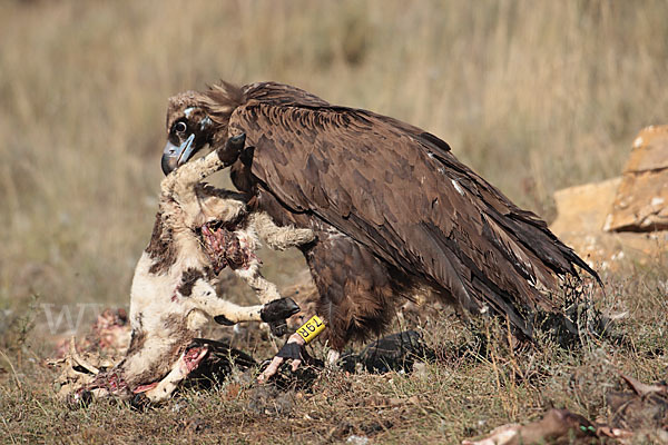 Mönchsgeier (Aegypius monachus)