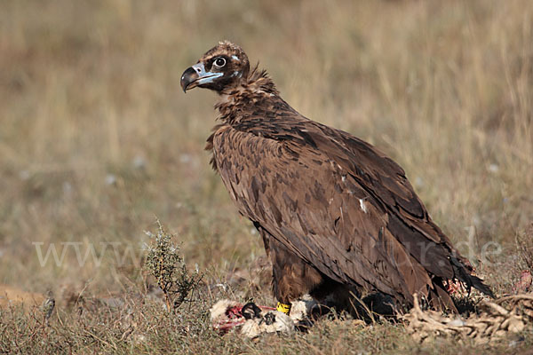 Mönchsgeier (Aegypius monachus)