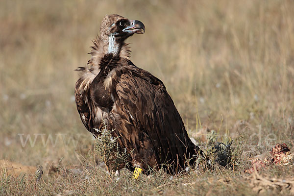 Mönchsgeier (Aegypius monachus)