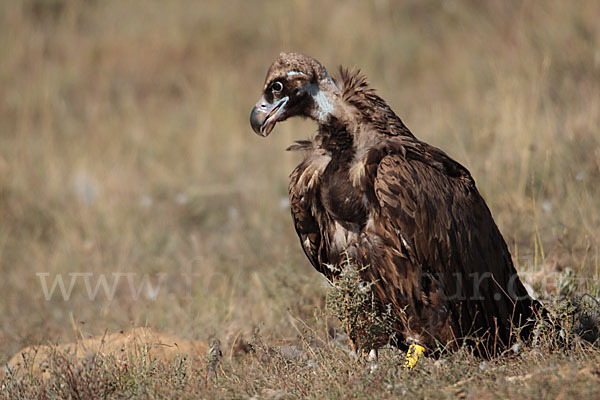 Mönchsgeier (Aegypius monachus)