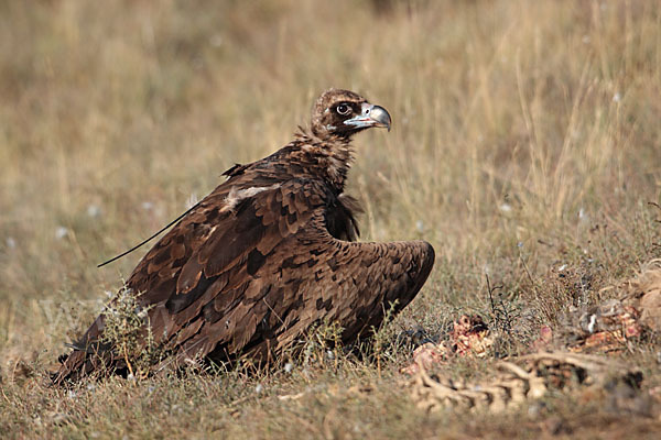 Mönchsgeier (Aegypius monachus)