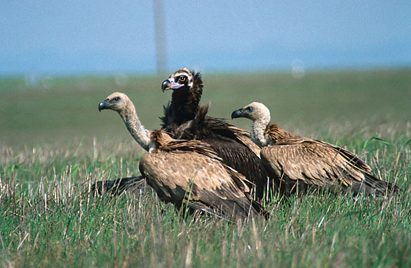 Mönchsgeier (Aegypius monachus)