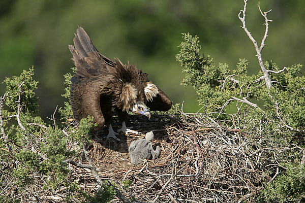 Mönchsgeier (Aegypius monachus)