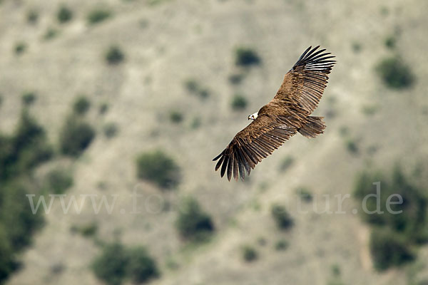 Mönchsgeier (Aegypius monachus)