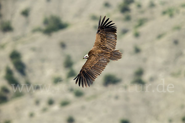 Mönchsgeier (Aegypius monachus)