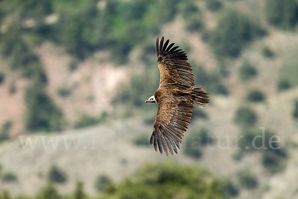 Mönchsgeier (Aegypius monachus)