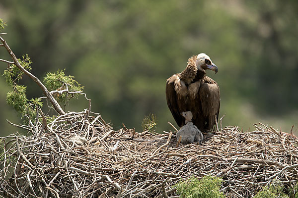 Mönchsgeier (Aegypius monachus)