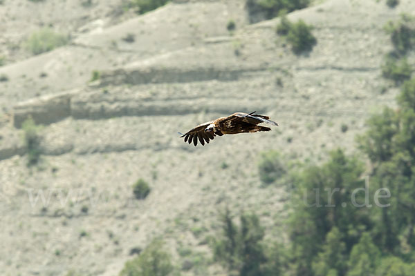 Mönchsgeier (Aegypius monachus)