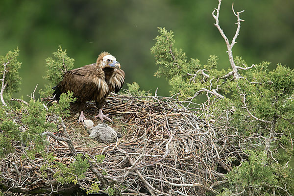 Mönchsgeier (Aegypius monachus)