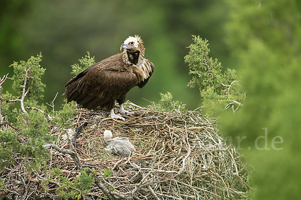 Mönchsgeier (Aegypius monachus)