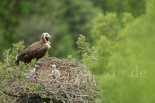 Mönchsgeier (Aegypius monachus)