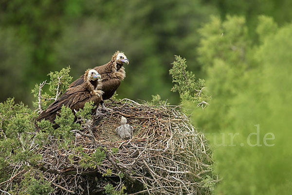 Mönchsgeier (Aegypius monachus)