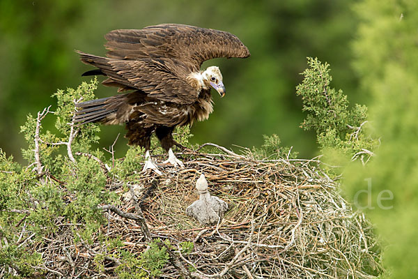 Mönchsgeier (Aegypius monachus)