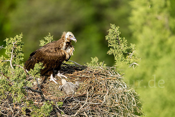 Mönchsgeier (Aegypius monachus)