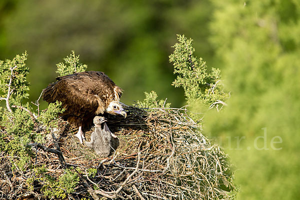 Mönchsgeier (Aegypius monachus)