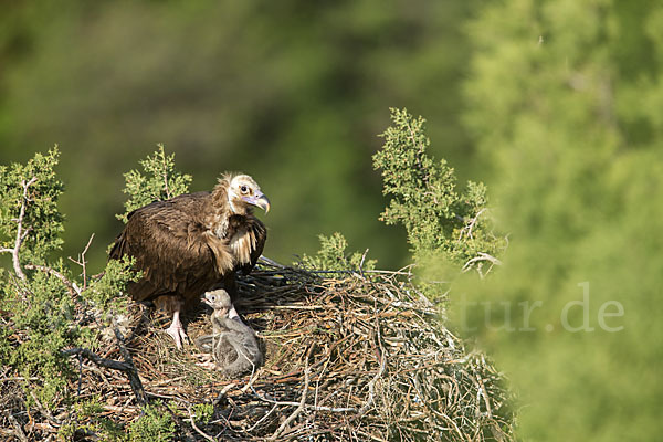 Mönchsgeier (Aegypius monachus)