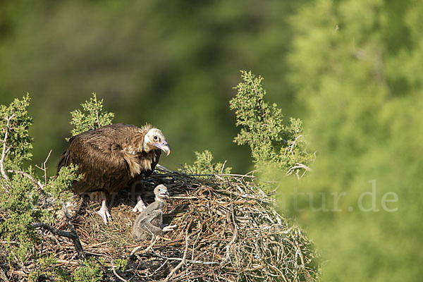 Mönchsgeier (Aegypius monachus)