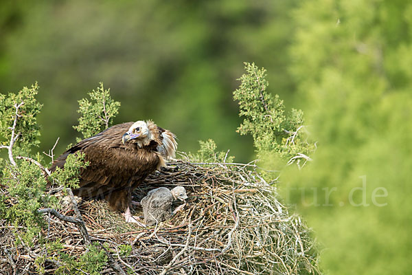 Mönchsgeier (Aegypius monachus)