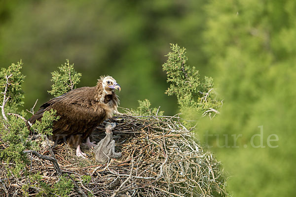 Mönchsgeier (Aegypius monachus)