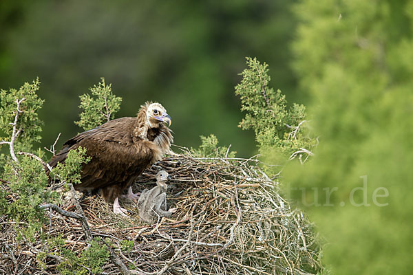 Mönchsgeier (Aegypius monachus)