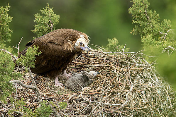 Mönchsgeier (Aegypius monachus)