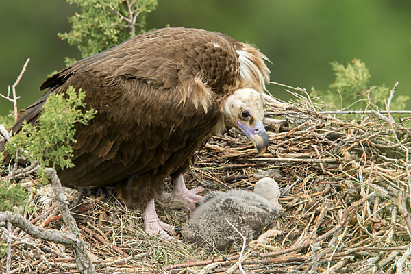 Mönchsgeier (Aegypius monachus)